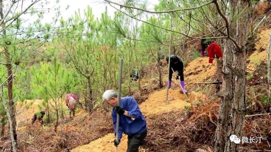 生态视点丨抢抓造林时机 长汀县再掀水土流失治理新高潮
